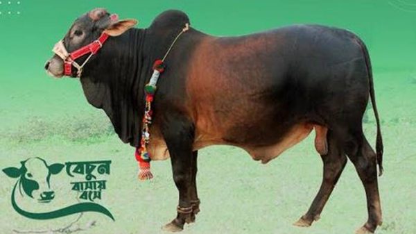 জমে উঠছে অনলাইন পশুর হাট, বিক্রি প্রায় দুই লাখ