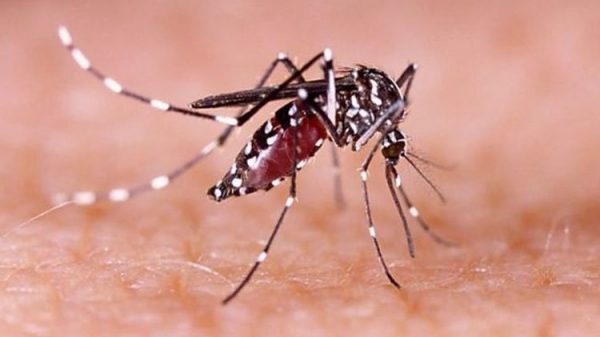 ২৪ ঘণ্টায় ২৩৭ ডেঙ্গু রোগী ভর্তির রেকর্ড