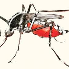 ২৪ ঘণ্টায় ডেঙ্গুতে আক্রান্ত হয়ে ৩০৬ জন হাসপাতালে