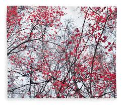 বসন্ত এসে গেছে