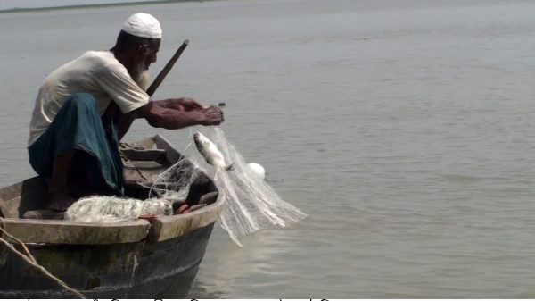 নিষেধাজ্ঞা উপেক্ষা করে শত শত জেলে নদীতে ইলিশ আহরণের উৎসবে মেতেছে