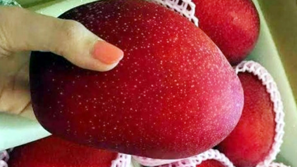 দৃষ্টিশক্তি ও যৌনক্ষমতাও বাড়ায় আম, দূরে থাকে ক্যান্সার