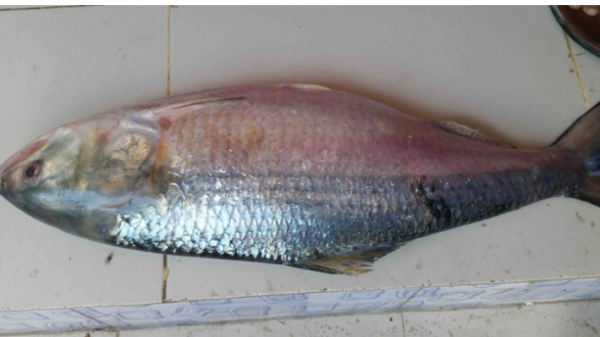 এবার বরগুনায় পুকুরে ২ কেজি ওজনের ইলিশ