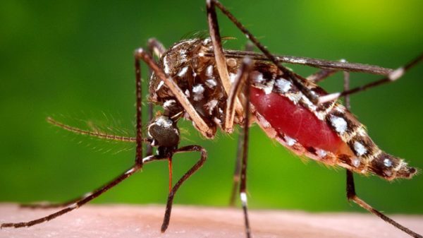 মশার কামড়ে ৬ মিনিটে একজন হাসপাতালে