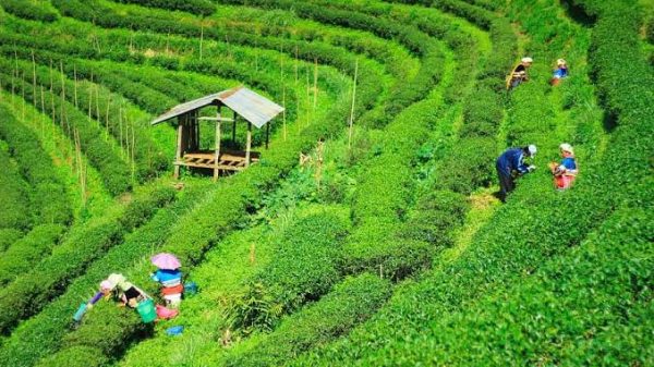‘দেশে ১০ বছরে চায়ের উৎপাদন বেড়েছে প্রায় ৬০ ভাগ’