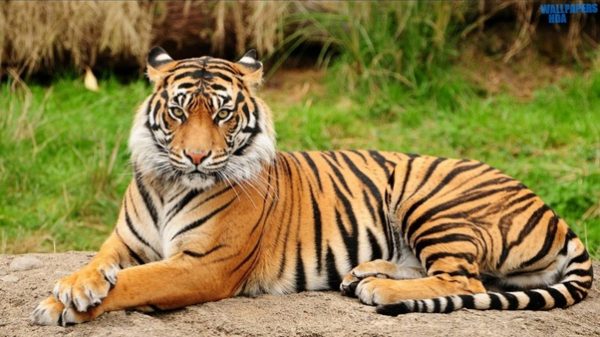 সুন্দরবন ভ্রমণেও নিষেধাজ্ঞা