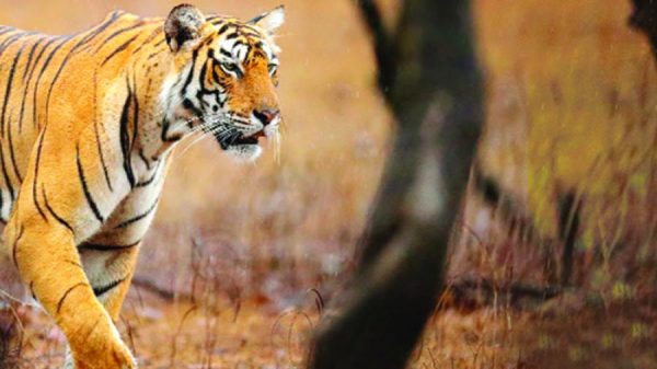 বন্যপ্রাণীর আক্রমণ : জানমালের ক্ষতিপূরণ বাড়ল