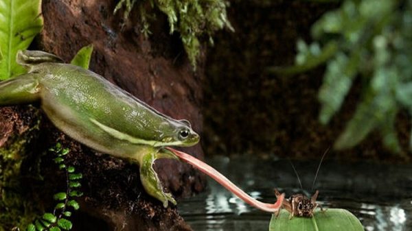 মশা মারতে ব্যাঙ!