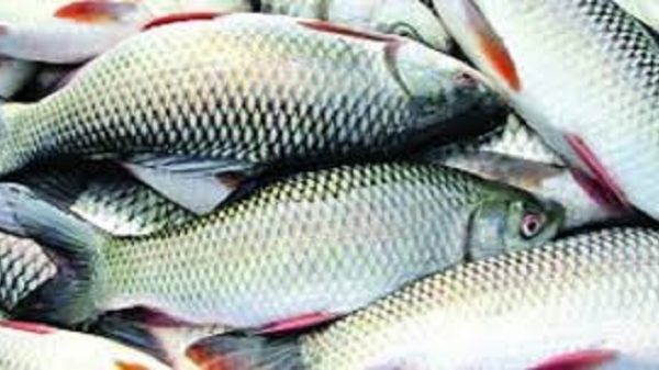 মাছ উৎপাদন বাড়লেও কমেছে রফতানি