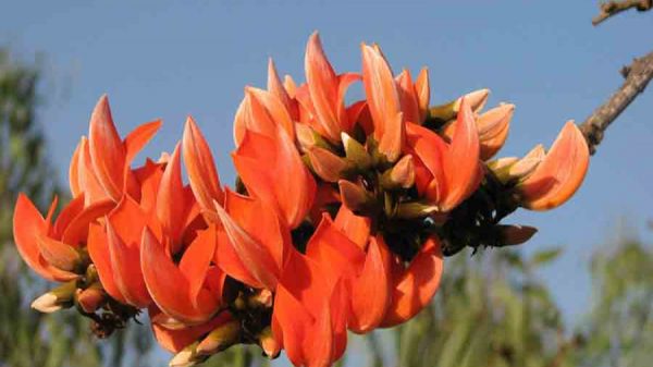 মৌসুমি এখন সময় পলাশের