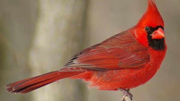 যে পাখির অর্ধেক পুরুষ আর অর্ধেক নারী!