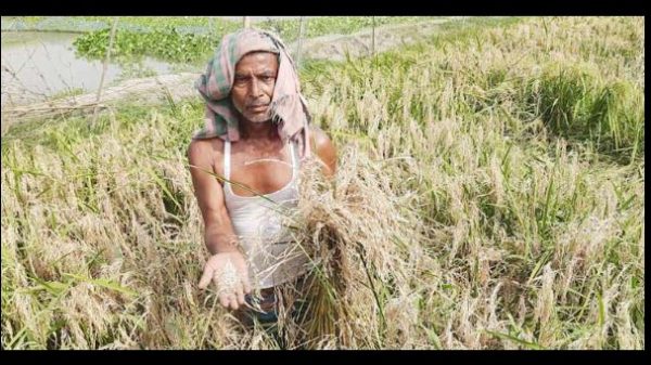 খাদ্যশস্যে জলবায়ু পরিবর্তনের প্রভাব