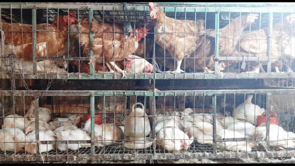 লকডাউন-রোজার অজুহাতে বেড়েছে মুরগি ও ডিমের দাম