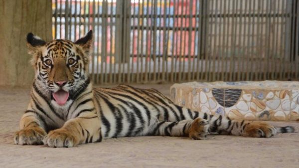 ‘জো বাইডেন’ খাঁচায় বন্দি