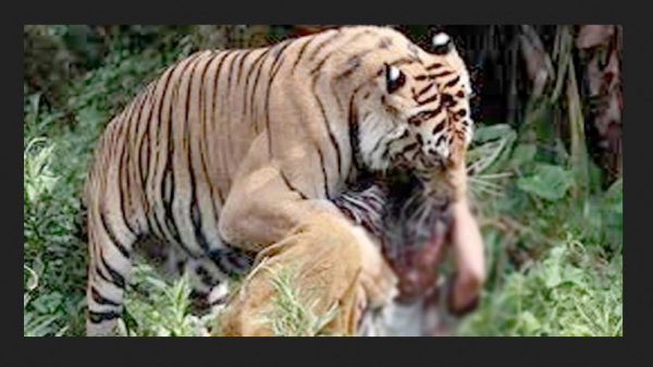 সাতক্ষীরায় বাঘের আক্রমণে মৌয়াল আহত