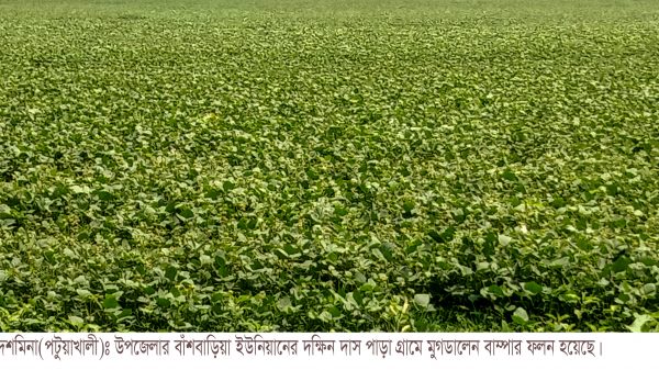 দশমিনায় মুগডালের বাম্পার ফলন