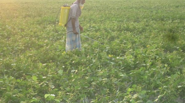 বাউফলে মুগ চাষিদের মাথায় হাত; লাভের মুখ দেখা যাবে না