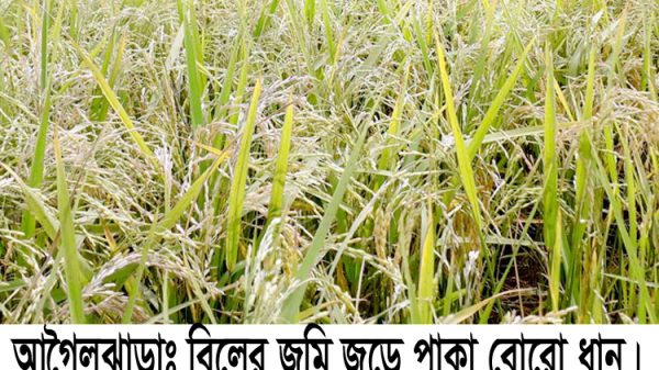 মাঠে দুলছে কৃষকের সোনালী স্বপ্ন মুখে হাসি থাকলেও কপালে চিন্তার ভাঁজ