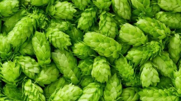 এক কেজি সবজির দাম এক লাখ টাকা!