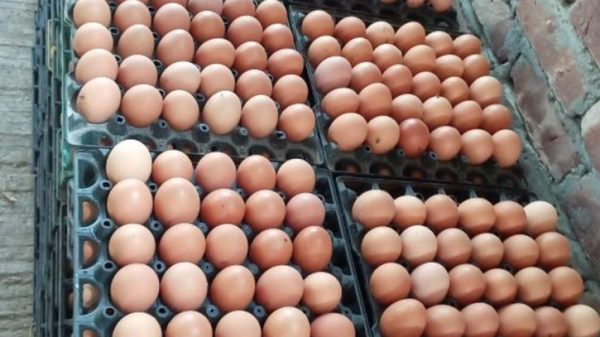 ফ্রিজে ডিম রাখুন সঠিক নিয়মে