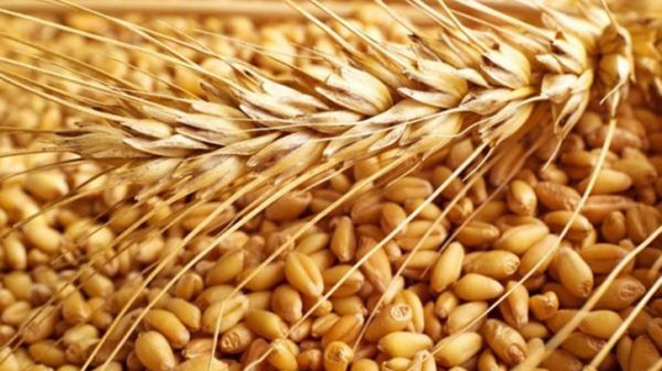 দর্শনা বন্দর দিয়ে ভারত থেকে ২৫ শ মেট্রিক টন গম আমদানি