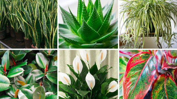 ঘরে অক্সিজেন বাড়ায় যেসব গাছ