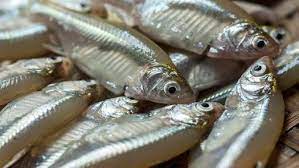 এবার কৃত্রিম প্রজননের মাধ্যমে ঢেলা মাছের পোনা উৎপাদন