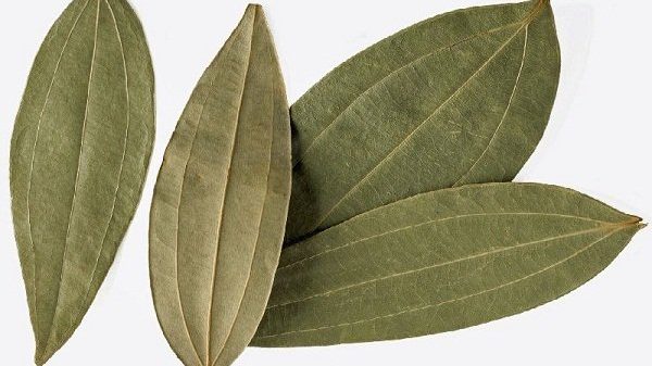 খুশখুশে কাশি ও গলা ব্যথা দূর করবে তেজপাতা!