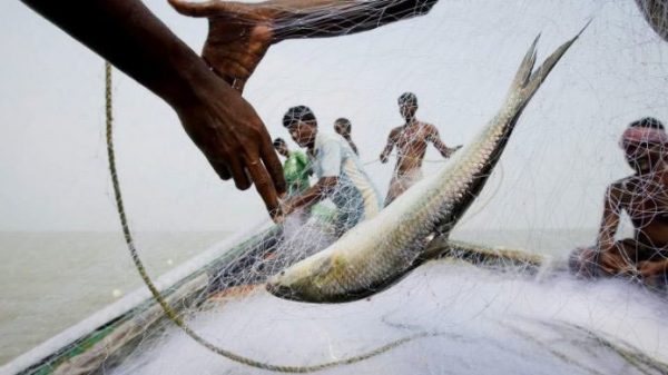 প্রজনন মৌসুম : ৬৫ দিন সমুদ্রে মাছ ধরা যাবে না