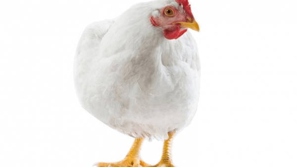 ব্রয়লার মুরগির সঙ্গে বেড়েছে আলুর দাম