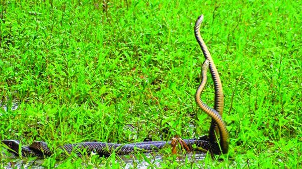 সাপের ‘ভালোবাসা’