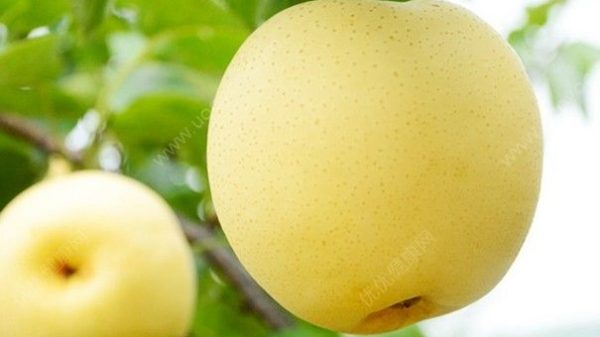 হাড়ের ক্ষয়রোধ করে নাশপাতি