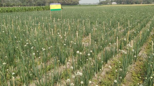 দিনাজপুরে প্রথম ‘কালো সোনা’ চাষ