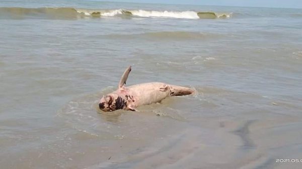 কুয়াকাটায় ১০ ঘন্টার ব্যবধানে ভেসে এলো দুটি মৃত ডলফিন