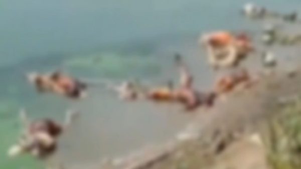 গঙ্গায় সারি সারি লাশ