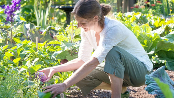 গরমে গাছের যত্ন নেবেন কীভাবে