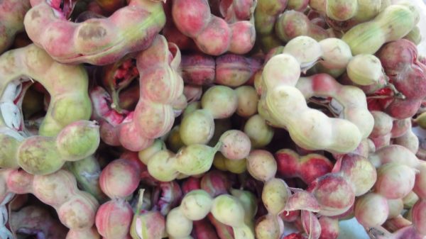 জিলাপি ফল