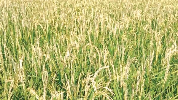 তীব্র তাপদাহে পুড়ছে কৃষকের স্বপ্ন