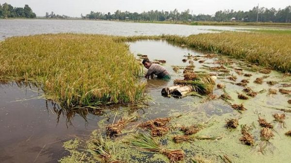 পানিতে ভাসছে ধান, কৃষকের হাহাকার