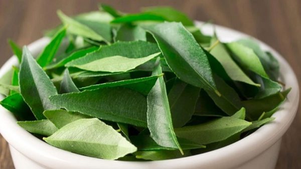 ভেষজ গুণের কারিপাতা