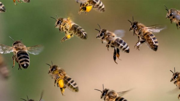 গন্ধ শুঁকে কয়েক মুহূর্তেই করোনা শনাক্ত করবে মৌমাছি!