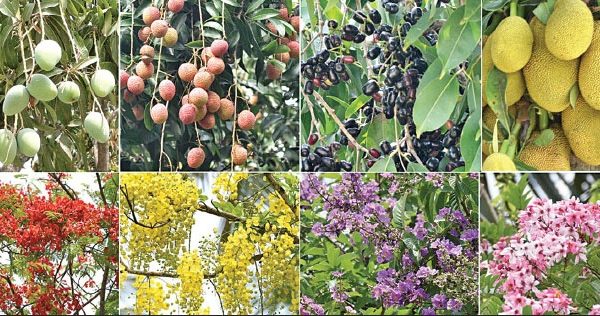 আম, জাম, লিচু, পেয়ারা, জামরুল তরমুজ ইত্যাদি দেশি ফল কোনটিতে কী উপকার এবং কাদের জন্য ক্ষতিকর