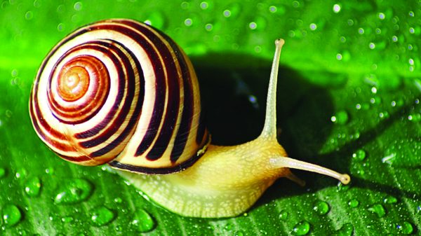 এক শামুকের দাম ১৮ হাজার রুপি