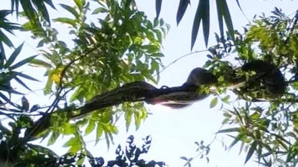 কচুয়ায় গাছের ডালে ৭ ফুট লম্বা অজগর