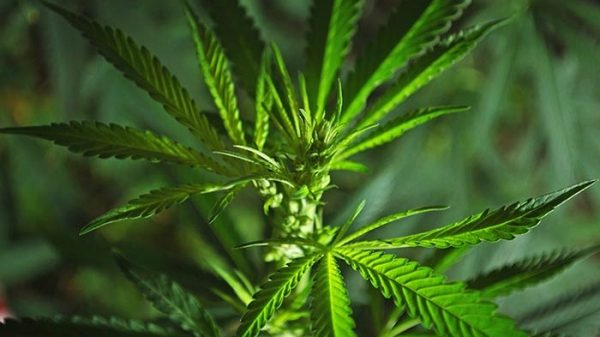 রাজশাহীতে ৪৫টি গাজার গাছসহ চাষি গ্রেপ্তার