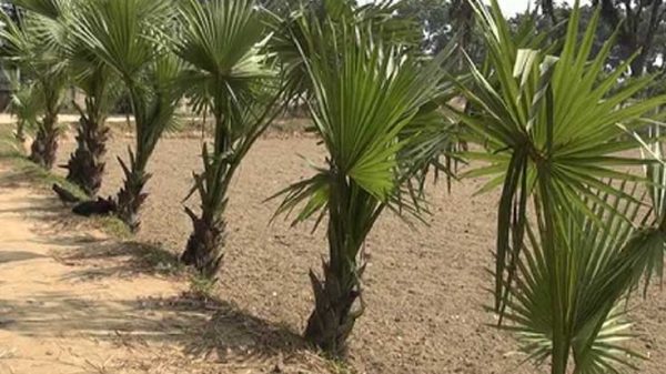 বজ্রপাত ঠেকাতে ৭ হাজার তালগাছ লাগাবে আওয়ামী লীগ