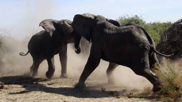 সীমান্ত পেরিয়ে নাফ নদে দুই বুনো হাতি