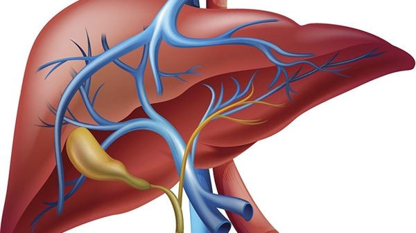 লিভার রোগ নিয়ন্ত্রণে শরীর চর্চার বিকল্প নেই : বিশেষজ্ঞ
