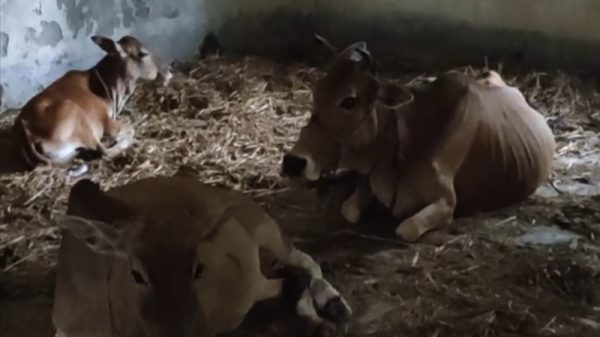 স্কুলমাঠে চরে গরু, বারান্দায় ছাগল!