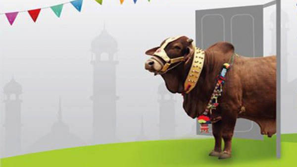 শেষ সময়ে গরুর দাম কিছুটা কম